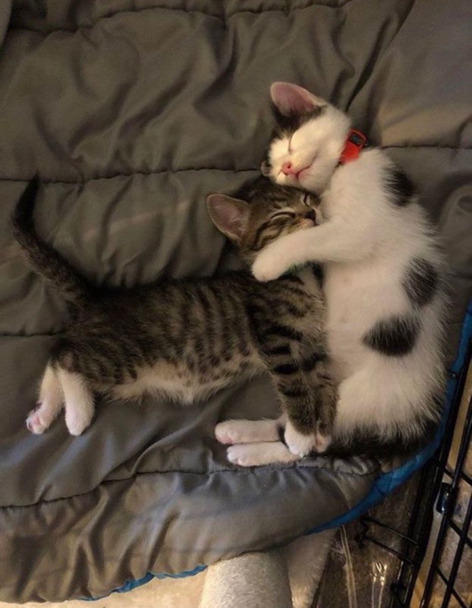 Why you should have a cat (@shouldhavecat) on Twitter photo 