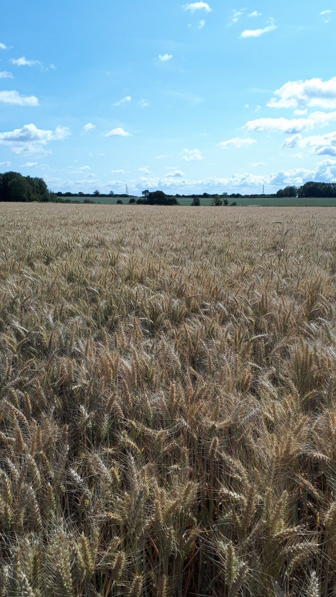 Laura Bouvet tweet media