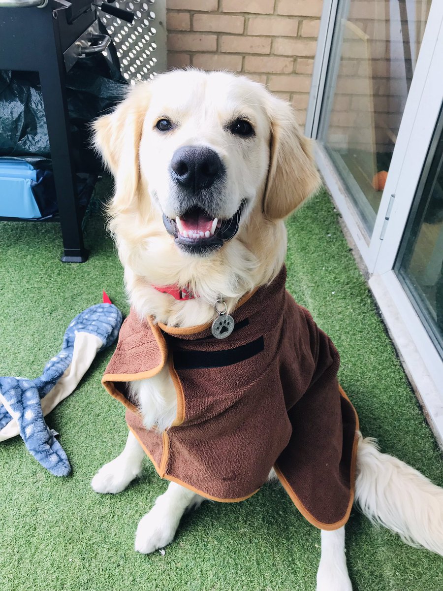 MummytoFrank1's tweet photo. @DoggyDryCo Loving his pet robe!!! 😊😊😊🐾🐾🐾 https://t.co/DTAlXm5lDm