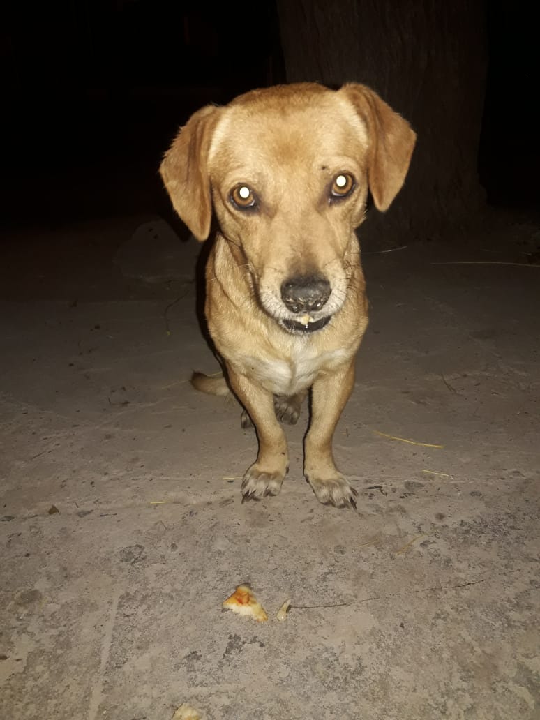 TOMI era un perrito que alimentaba una vecina, hasta que un día dejó de comer y apareció con sangre en la boca. Lo que descubrimos? Terrible 👇💔
