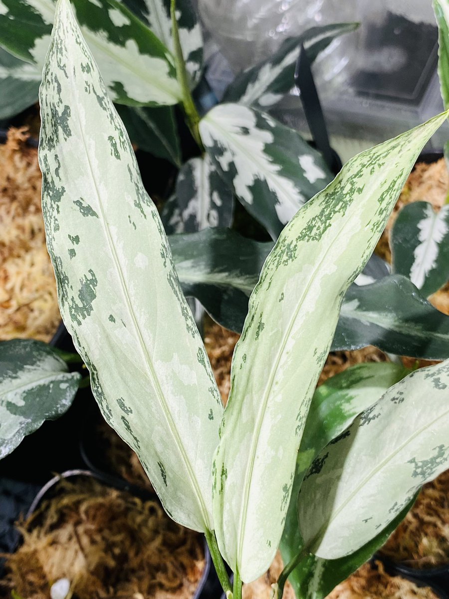 Aglaonema3636's tweet image. スプラッシュ系は初めてお迎え😁
Aglaonema pictum Wild株
細葉にセンターライン白がめちゃかっこいい👍
親株サイズになったらヤバそう✨
行ったら買っちゃうね…笑

#nativeforest
#アグラオネマ　#Aglaonema
#ホマロメナ　#Homalomena