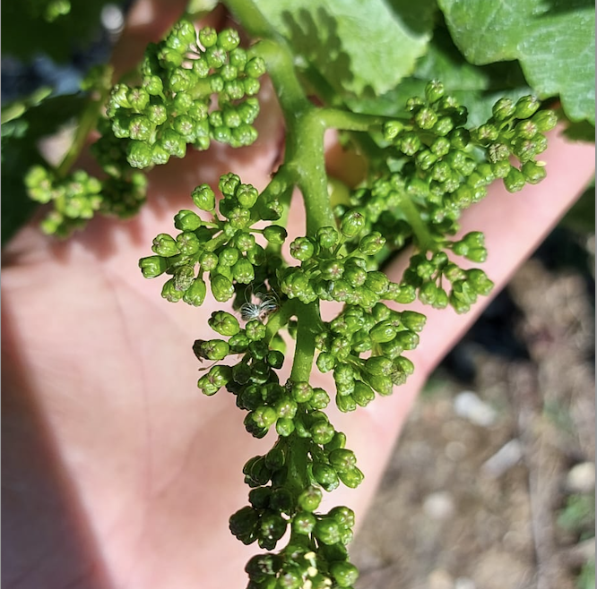 What will be your yield in 2023? 
Accurate forecasting is critical for planning and logistics.
Workshop: 'Estimating crop yield - importance of getting it right'. 
26 July, Everflyht, Ditchling, E Sussex, with Luke Spalding.  
vinescapes.com/training.

#viticulturetraining