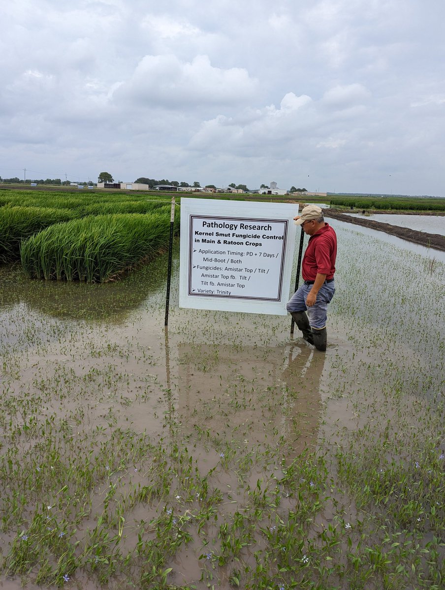 Putting some field signs for <a href="/AgriLife/">Texas A&M AgriLife</a> <a href="/txresearch/">Texas A&M AgriLife Research</a> Beaumont field day!!
Sometimes it's really hard to tell what's my field of research :D