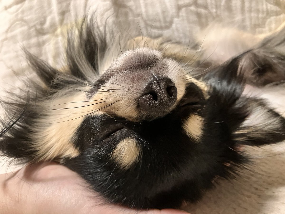 一番星の生まれ変わり https://t.co/JpN7jF5FAG