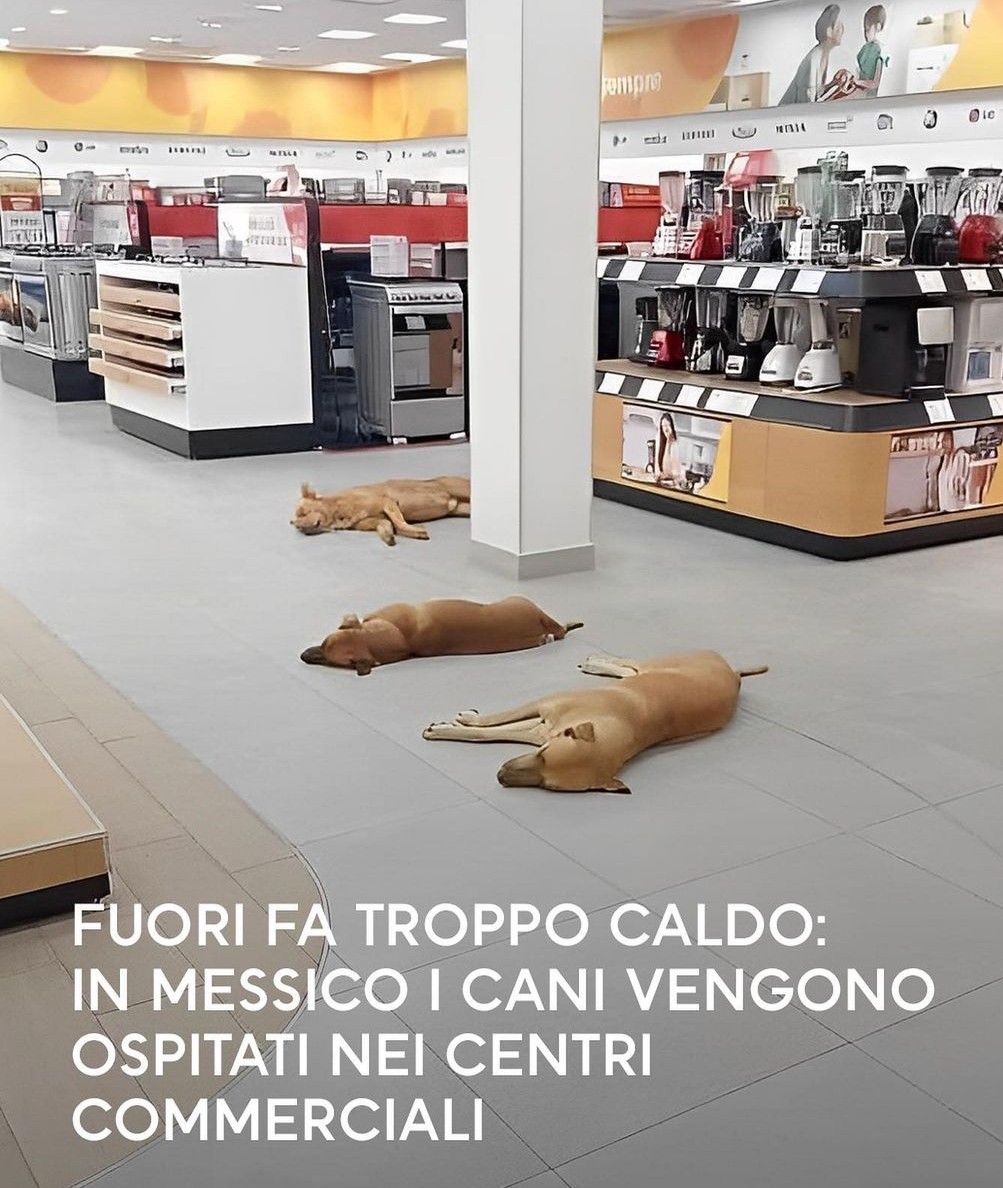 Ottima idea ✌️👍buon pomeriggio a tutti 😘☕🐾