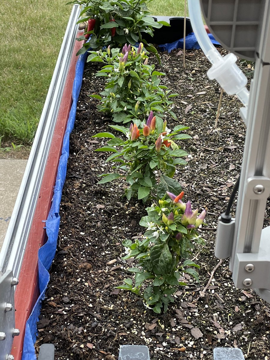 specProjectsLab's tweet image. Ornamental peppers look good growing in our @farmbotio outside our classroom this summer. @SJSHSPanthers
