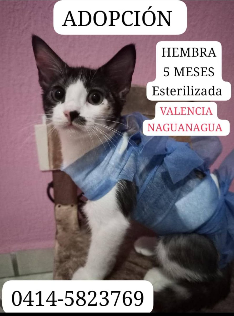 #adopta. Esta gatita fue abandonada recién Esterilizada en los jardines frente al #ccfreemarket #naguanagua #carabobo. URGE encontrar una familia que la adopte y le de todo ese cariño que ella merece 🙏. Es muy dulce y ronronea ❤️. Enamórate