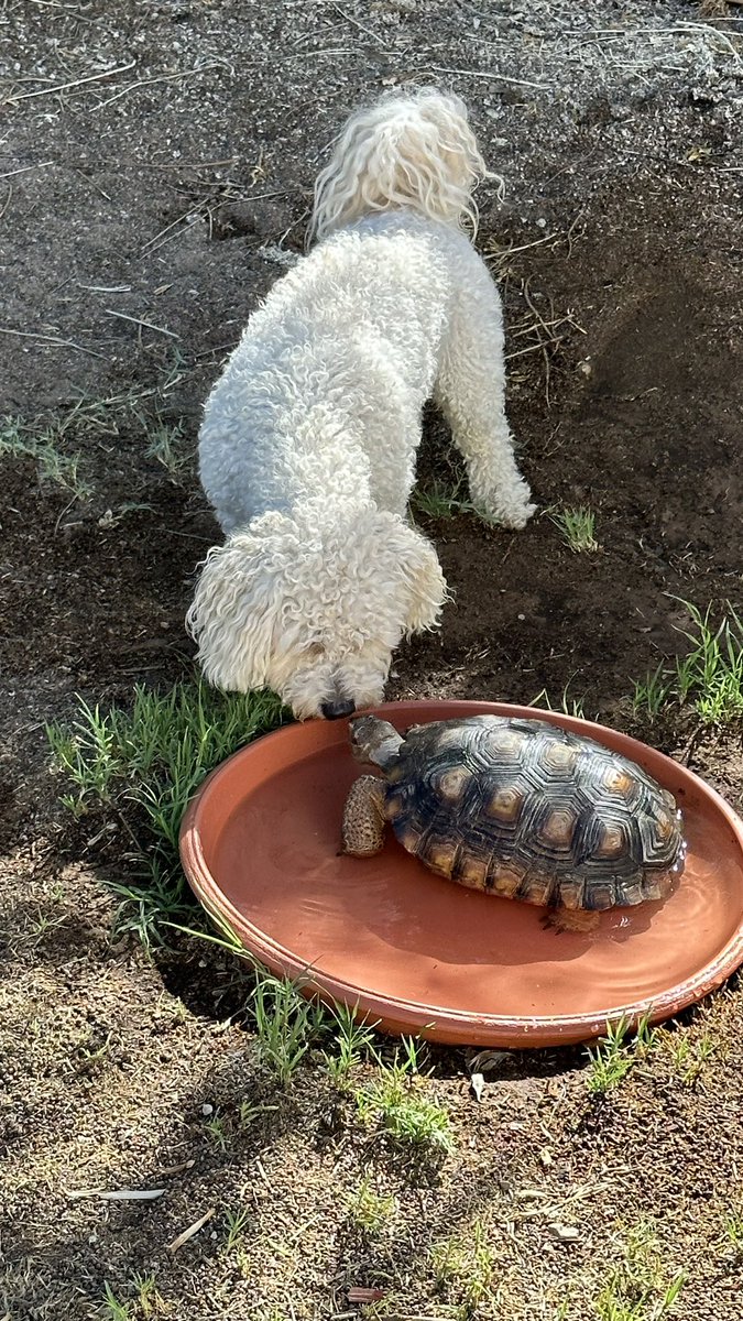 Now that RBT2 lives in Torie burrow in the yard we don't see them every day. But today they were out and to catch some rays, nibble on grass and soak in the water. Dutton was happy to see his shelly buddy.