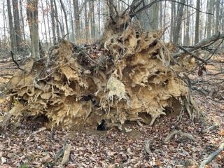 SteinTreeDe's tweet image. #SummerThunderstorms can cause unexpected tree damage. Our #EmergencyTreeServices are available 24/7 to address tree-related emergencies. Call (302) 308-7129