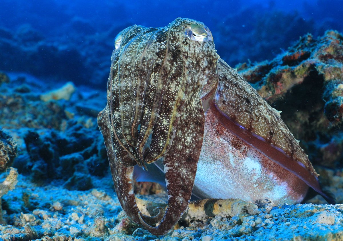 OurSharedOcean's tweet photo. #OurSharedIslands No.3
Comoros 🇰🇲🧵3
Currently expanding network of MPAs & replicating the co-management approach at Mohéli National Park. Marine habitats incl reef & seagrass meadows support turtles (green & hawksbill), dugongs and humpbacks.
@MarineInst @Irish_Aid https://t.co/oJ4lzL01A4