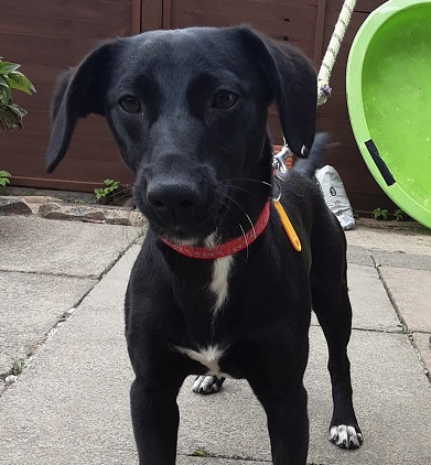 AdoptionsUk's tweet photo. Please retweet to HELP FIND THE OWNER OF THIS STRAY DOG FOUND #CADDINGTON #BEDFORDSHIRE #UK 
 
'Jack Russell Mix' Male, found 28 June, chip not registered. He could be missing/stolen from another region. Please share widely 🌟🌟🌟 

DETAILS👇
https://t.co/UUUz8P3mK9
#dogs https://t.co/3h67yKNr01