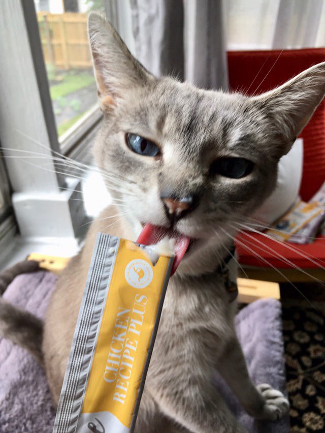 lovenalaco's tweet photo. Got mousse face? 😛 Shop Amazon Prime and save on your favorite recipes! 

https://t.co/gO8kTd15cd

IG: its_me_marvin_the_cat 

#cats #cat #love #lovenala #cattreat #mousse #nalacat https://t.co/sooeSc3X4x