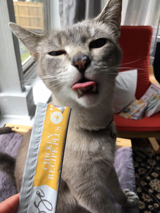 lovenalaco's tweet photo. Got mousse face? 😛 Shop Amazon Prime and save on your favorite recipes! 

https://t.co/gO8kTd15cd

IG: its_me_marvin_the_cat 

#cats #cat #love #lovenala #cattreat #mousse #nalacat https://t.co/sooeSc3X4x