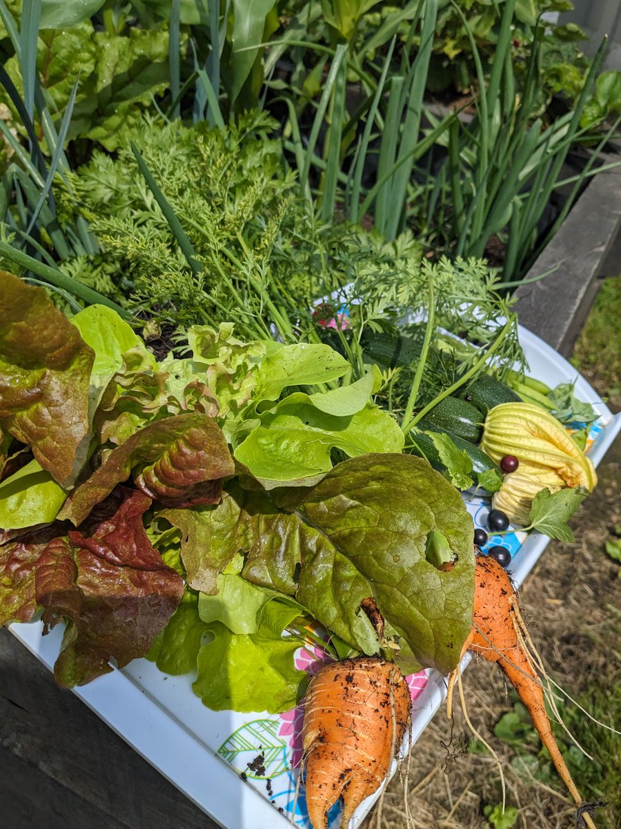 GrowingFocal's tweet photo. Thank you @MorleyGlassGlaz for your support, today we shared #carrots #courgetts and lots of #Berries, #Community Growing, #GreenVison plus lots of ๐๐๐๐#Wildflowers https://t.co/sWMl0bW3Yw