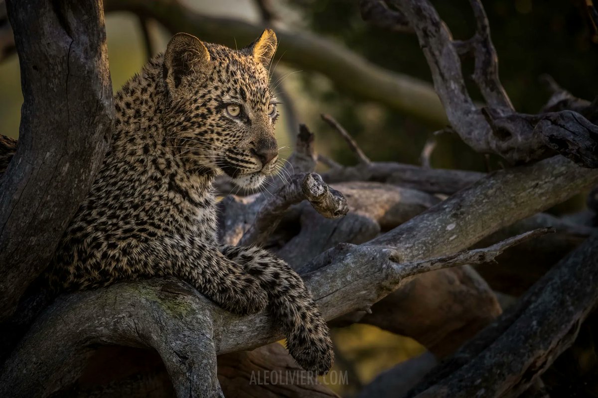 wandering_thru's tweet photo. Coming on safari? You might want to add a waterproof jacket for the off-season showers
#wanderingthru #insidertip
📸 @aleolivieris https://t.co/PqmJOxF62v