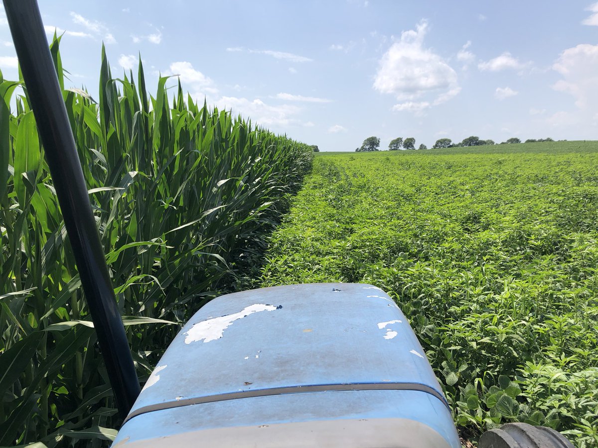 keyfarms13's tweet photo. How am I supposed to stay clean when my neighbors don’t manage theirs? Have to do my yearly waterhemp complaint! We are so in trouble. This weed is resistant to everything we throw at it. Please folks manage your weeds!! https://t.co/K6l5QiiA4B