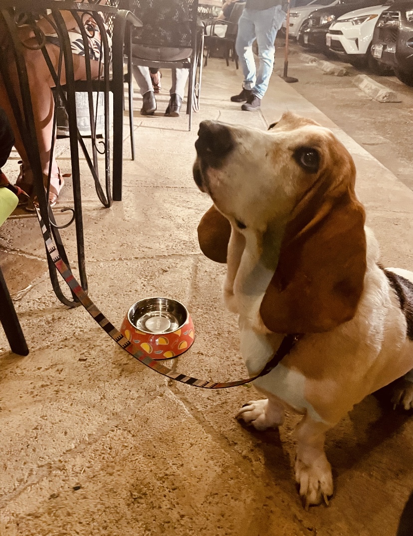 curra_s's tweet photo. We're pet friendly! Come on down and bring your pup! https://t.co/MachxeECGn https://t.co/y9xMYcp2Tm