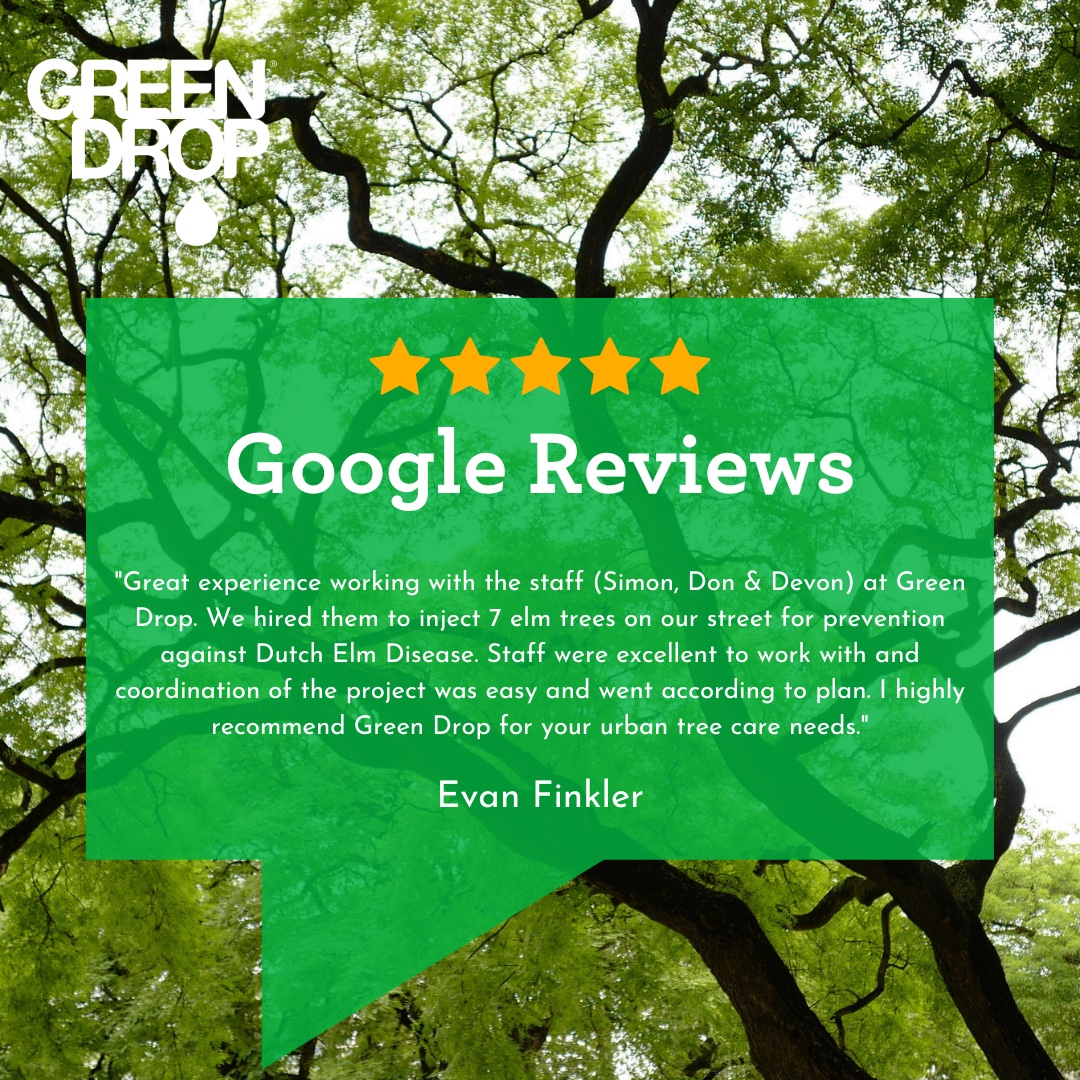 GreenDropTrees's tweet image. Thanks to Simon, Don and Devon for helping our fellow subscribers prevent Dutch Elm Disease! 👏  Way to go! 

Thanks, Evan, for the raving review! 🌳 

#GreenDropTreeCare #DutchElmDisease #GoogleReviews #FiveStars #TeamGreen #TreeCareCommunity