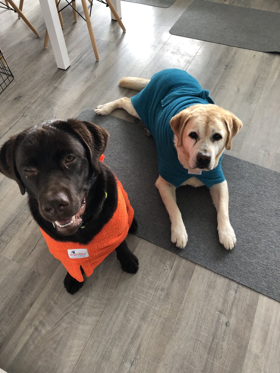 @ECADServiceDogs Assistance dog Wizzard and his successor (trainee) Ollie #bultersmekke