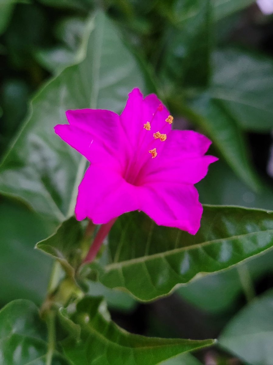 Bella.de noche osito❤️