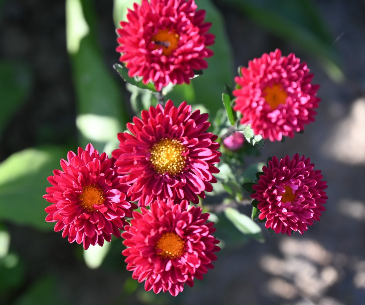 Rohitashwa14's tweet photo. #Nature smiles through these #flowrers, please return the #smile always @abhishek15may
#ROSE
#daisy
@gurmeetpahwa
@saroshkafeel3
#Srinagar
#JammuAndKashmir https://t.co/HG85zpkhKk