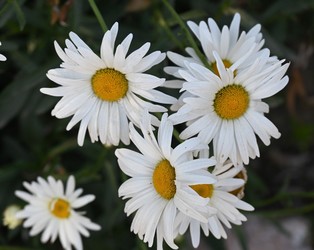 Rohitashwa14's tweet photo. #Nature smiles through these #flowrers, please return the #smile always @abhishek15may
#ROSE
#daisy
@gurmeetpahwa
@saroshkafeel3
#Srinagar
#JammuAndKashmir https://t.co/HG85zpkhKk