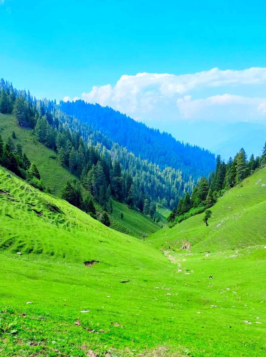 natnoosarshad's tweet photo. Amazing view of Daldraman Gundna, Doda! One of the most beautiful tourist destination of District Doda.
#OffbeatDestination #UnexploredPlace
@vishesh_jk @Devansh_IAS @Qayoomkps @JammuTourism @sunaina1977 https://t.co/pUFkGYckn6