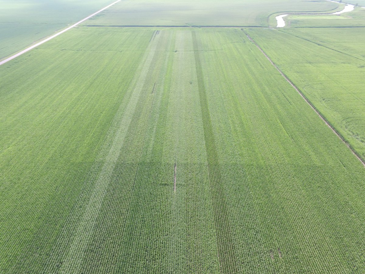 Dry weather put some early stress on this ⁦<a href="/CropTechInc/">Crop-Tech Consulting</a>⁩ hybrid flex plot. Feeding a family of 36k made for some hungry hybrids. Looks like there was still plenty to go around for 22k. Interested to see how this will affect ear size by hybrid.