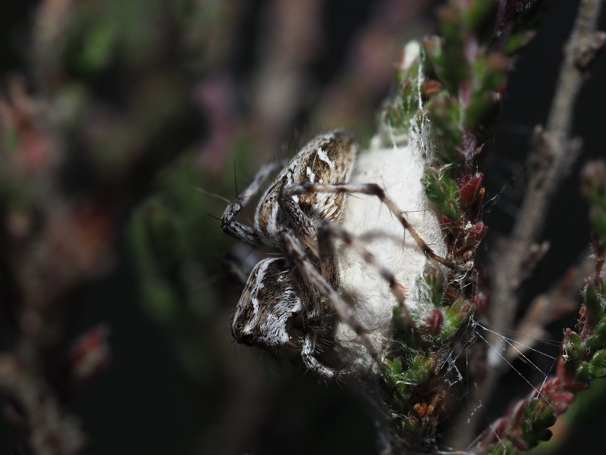 mixaeljones's tweet photo. I found this fab spider when out looking for nightjars on my local East Hampshire heath. Is it perhaps Oxyopes heterophthalmus? I know thatโs a rare one, but it looks very much like it ๐ท๏ธ
@BritishSpiders #BroxheadCommon https://t.co/rlIZT3Jlwc