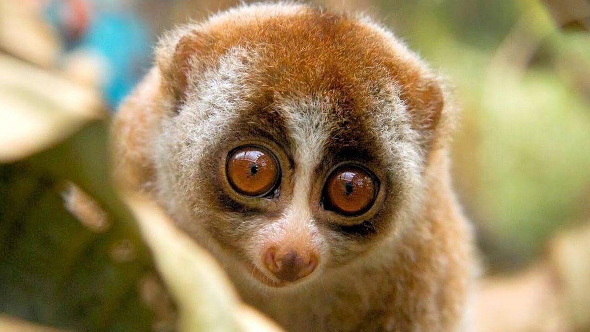Le Loris lent est un animal à l'apparence tellement mignonne qu'on en  oublie qu'il est ... mortel ! Il est en effet le seul primate venimeux du  monde, avec une morsure pouvant, image size:1200x675