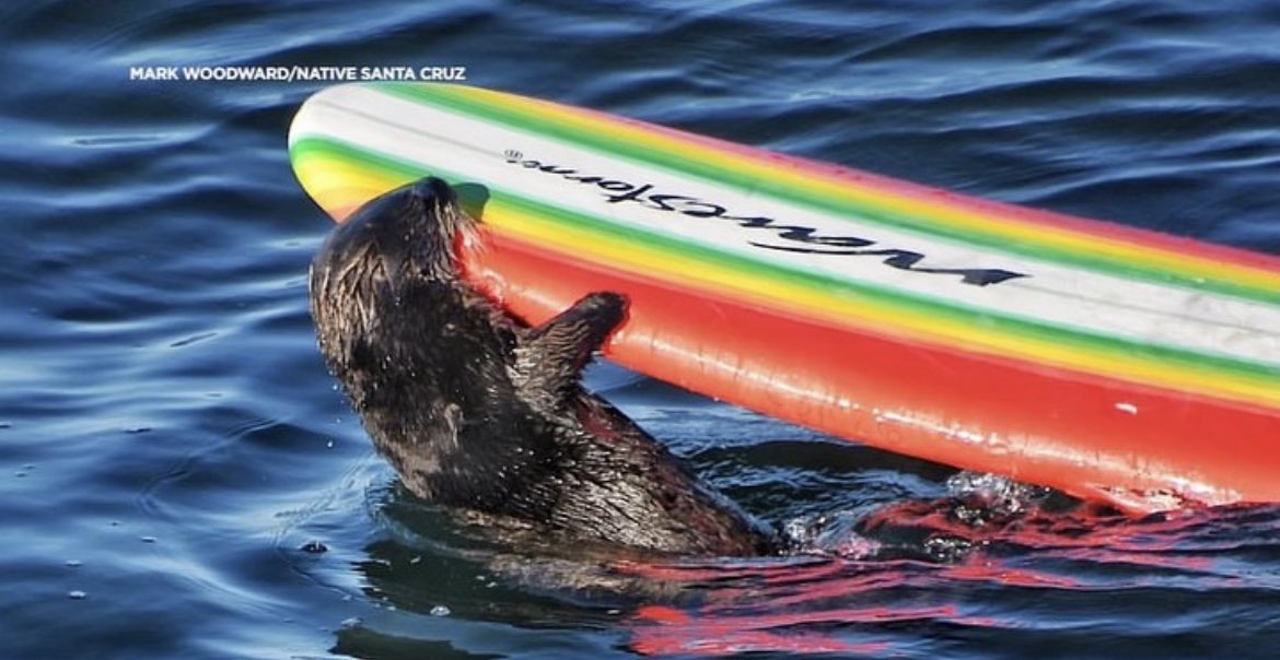 Phil_Lewis_'s tweet photo. Authorities have issued a warning about an aggressive sea otter that has been seen going after surfers https://t.co/S24EfFI4pT https://t.co/6Ts6vC7ZjR