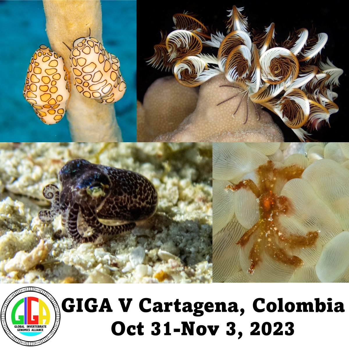 Global Invertebrate Genomics Alliance (GIGA) (@giga_cos) on Twitter photo We are getting very excited about the upcoming GIGA V meeting co-sponsored by the <a href="/theAGA_org/">American Genetic Association</a>. Don't wait, abstracts are due August 1st. #GIGAV We are getting very excited about the upcoming GIGA V meeting co-sponsored by the <a href="/theAGA_org/">American Genetic Association</a>. Don't wait, abstracts are due August 1st. #GIGAV