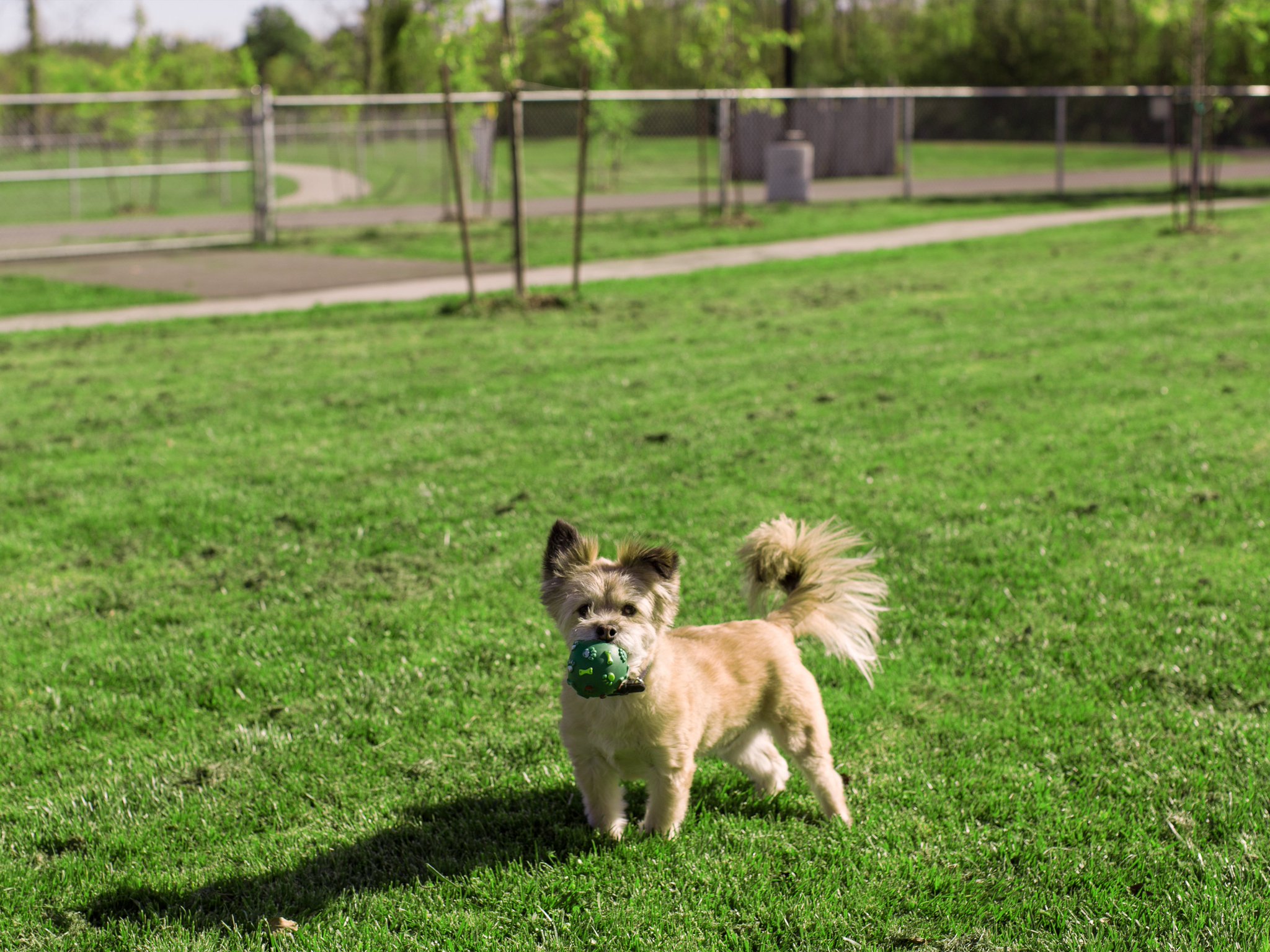Niagara Falls Canada on Twitter "The City has two offleash dog parks