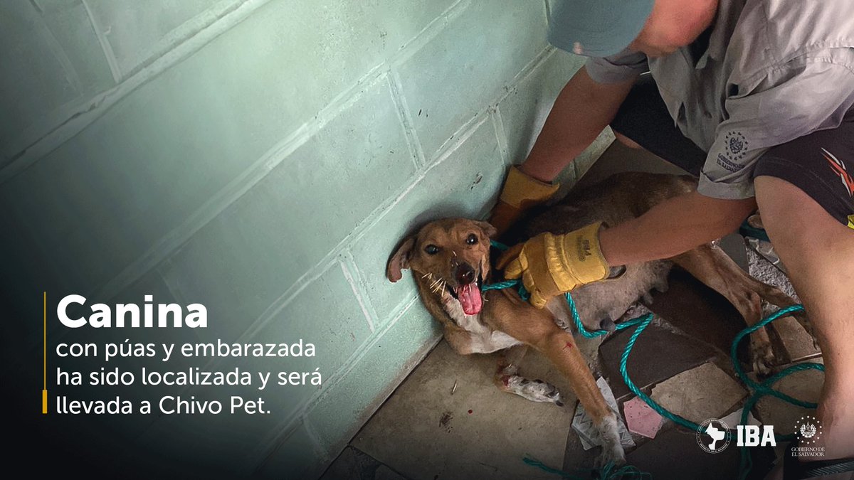 ¡La encontramos! Gracias a una persona que se puso en contacto con nosotros logramos dar con la perrita que ademas está embarazada. La trasladaremos a <a href="/chivopets/">Chivo Pets</a>, para que reciba toda la atención que sea necesaria. <a href="/ibaelsalvador/">Instituto de Bienestar Animal</a>