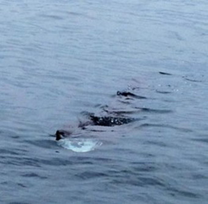 While you’re fishing during #NLRecFish, you might attract a shark. Don’t panic! It’s only natural. They like to eat cod! #DFONL