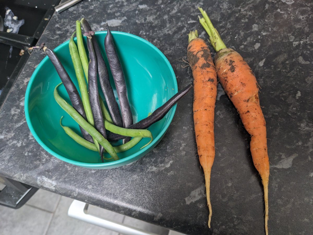 Raneydays2's tweet photo. Excited to say that after many years hard work I can now grow straight carrots! Sand in the soil and no more leggy carrots! https://t.co/DLioLeXkm7