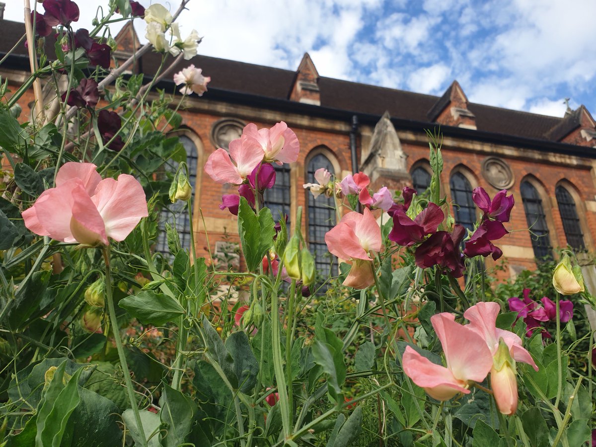 Sweet peas! The vicarage garden in July.