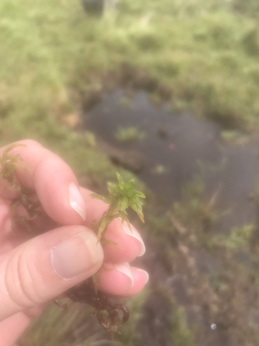 Trip to Dartmoor today. Year 5/6. Consolidating their Geography learning by visiting Burrator peatlands. It was a bit grey but the rain held off to a degree! Great time was had by all! Thank you <a href="/dartmoornpa/">Dartmoor National Park</a> <a href="/SWPeatland/">South West Peatland Partnership</a>
