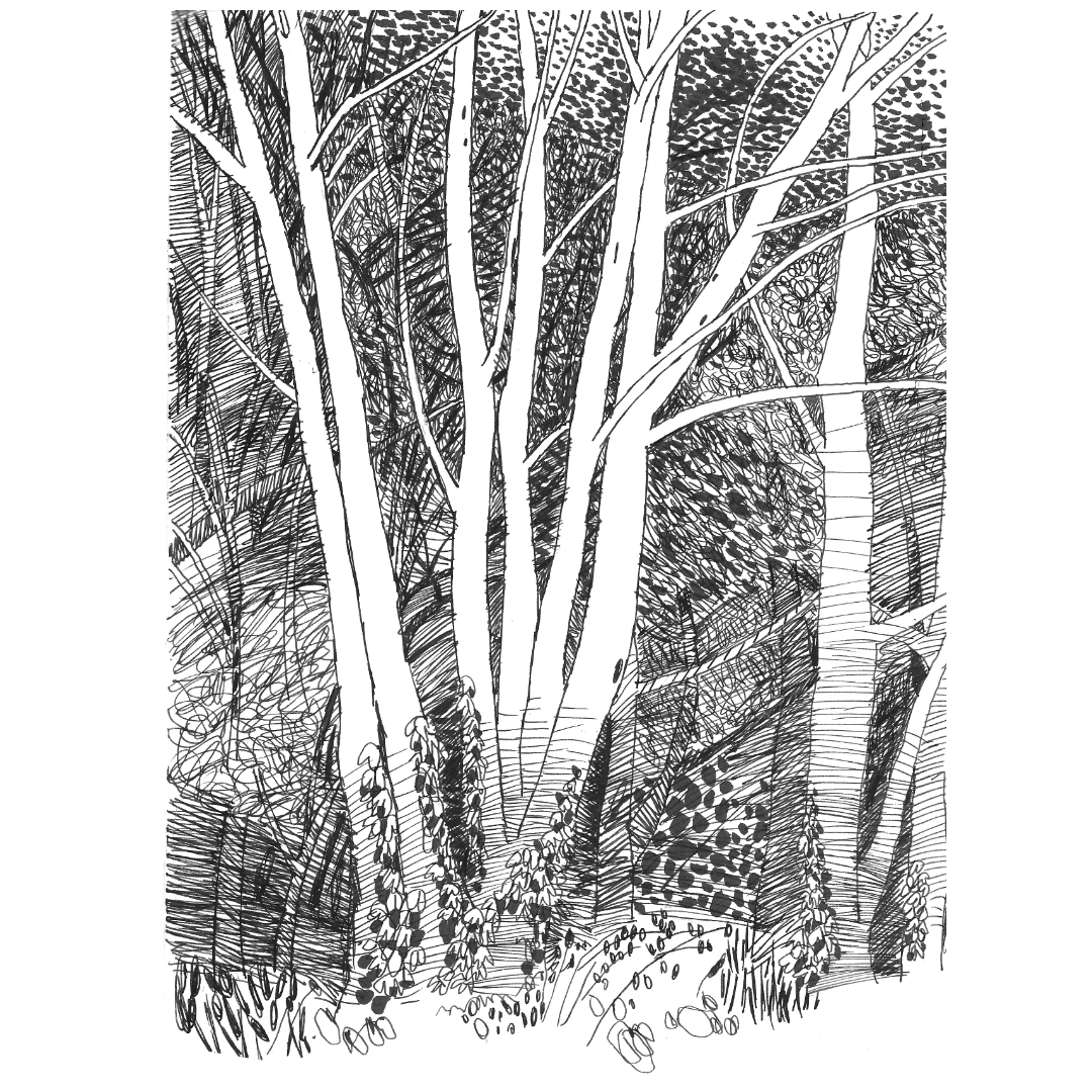 Another drawing along the old railway line in Cawston. An A4 ink drawing.