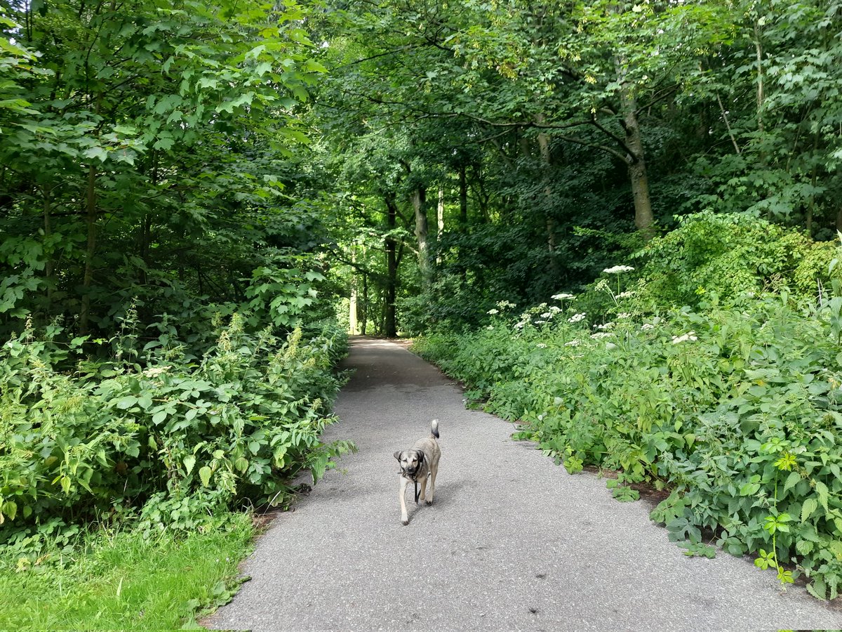 seeddoubt's tweet photo. A beautiful summerday for an 8 km walk in the #KralingseBos in Rotterdam. We used to walk around the lake or twice every week when we lived within walking distance of the forest, but today was the first time this year. Soesa certainly enjoyed the trip down memory lane. #MapMyWalk https://t.co/MqIaumSEa8