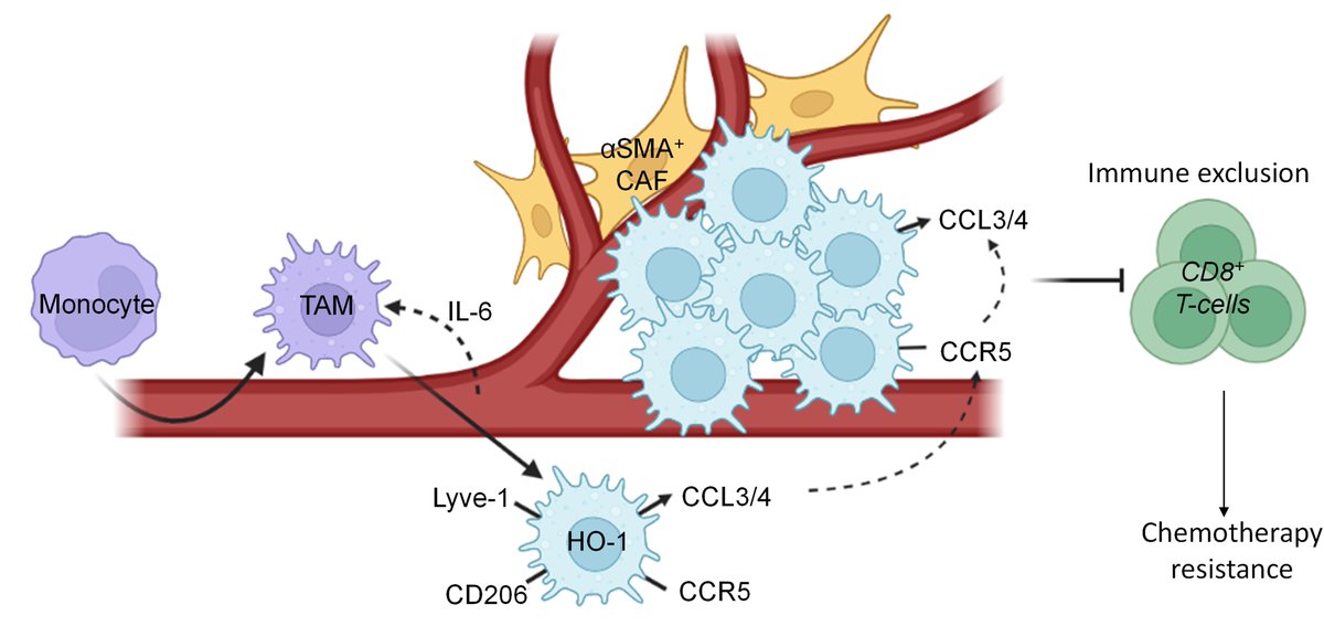 Arnold Lab (@jnarnoldlab) on Twitter photo Our paper is out! Evidence of #macrophage collaboration in the #perivascular niche to modulate the #immune landscape and response to chemotherapy in cancer. Well done <a href="/joanne_anstee/">Joanne Anstee, PhD</a> and team, huge thanks to our collaborators and <a href="/CRUKresearch/">Science and Innovation at Cancer Research UK</a> & <a href="/Dev_Cell/">Developmental Cell</a> . cell.com/developmental-… Our paper is out! Evidence of #macrophage collaboration in the #perivascular niche to modulate the #immune landscape and response to chemotherapy in cancer. Well done <a href="/joanne_anstee/">Joanne Anstee, PhD</a> and team, huge thanks to our collaborators and <a href="/CRUKresearch/">Science and Innovation at Cancer Research UK</a> & <a href="/Dev_Cell/">Developmental Cell</a> . cell.com/developmental-…