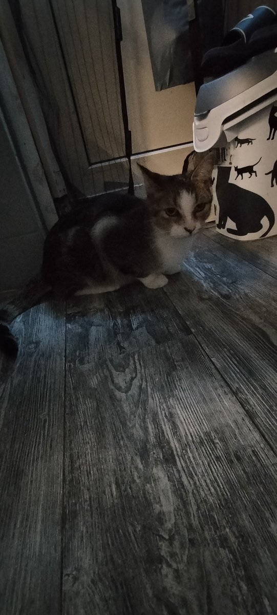 TaigerToby's tweet photo. Vrouwtje jarig en heb net lekker snackje van haar gehad. https://t.co/8DDzNOlZYy