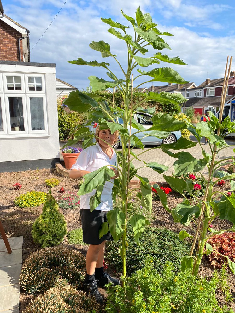 leeboy1009's tweet photo. @LarchwoodPS Joel in 5D has a 240cm sunflower!!!!!!! https://t.co/yOyjMZ1bVw