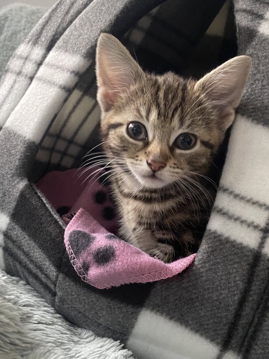 jessigx_'s tweet photo. Meet Luna 💫 💖 https://t.co/KltJ2Hec4r