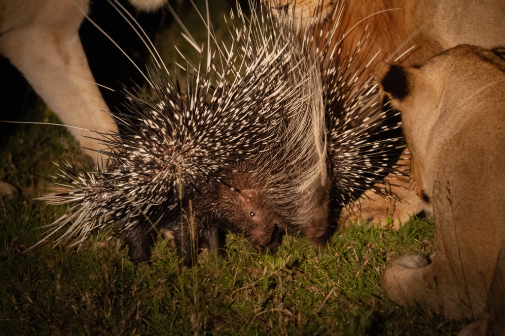 londolozi's tweet photo. Next up in the Nocturnal Series is another elusive, yet highly effective rodent, The Cape Porcupine - https://t.co/5TYjRTGAJ3

#londolozi #thelondolozieffect #relais #relaischateaux #wildlifeblog #animalblog #naturelovers #luxurysafari #safari #safaristories #porcupine https://t.co/7APhc3bqbQ
