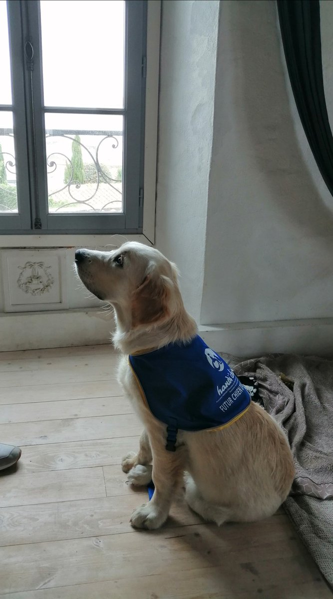 VincentPare2's tweet photo. Ulane en plein travail #handichien. Pas de vacances pour lui. Il se joint néanmoins à moi pour vous souhaiter de merveilleuses vacances aussi revigorantes qu'ô combien méritées 🤗 https://t.co/jURI2MZA4o
