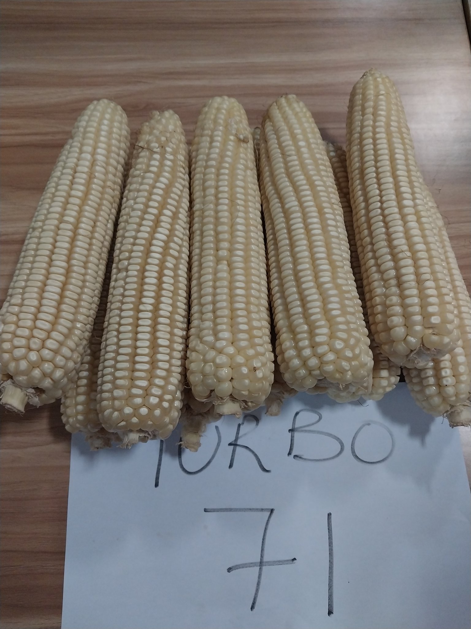 Francis Okot On Twitter Four New Maize Varieties Have Been Released francis-okot-on-twitter-four-new-maize-varieties-have-been-released