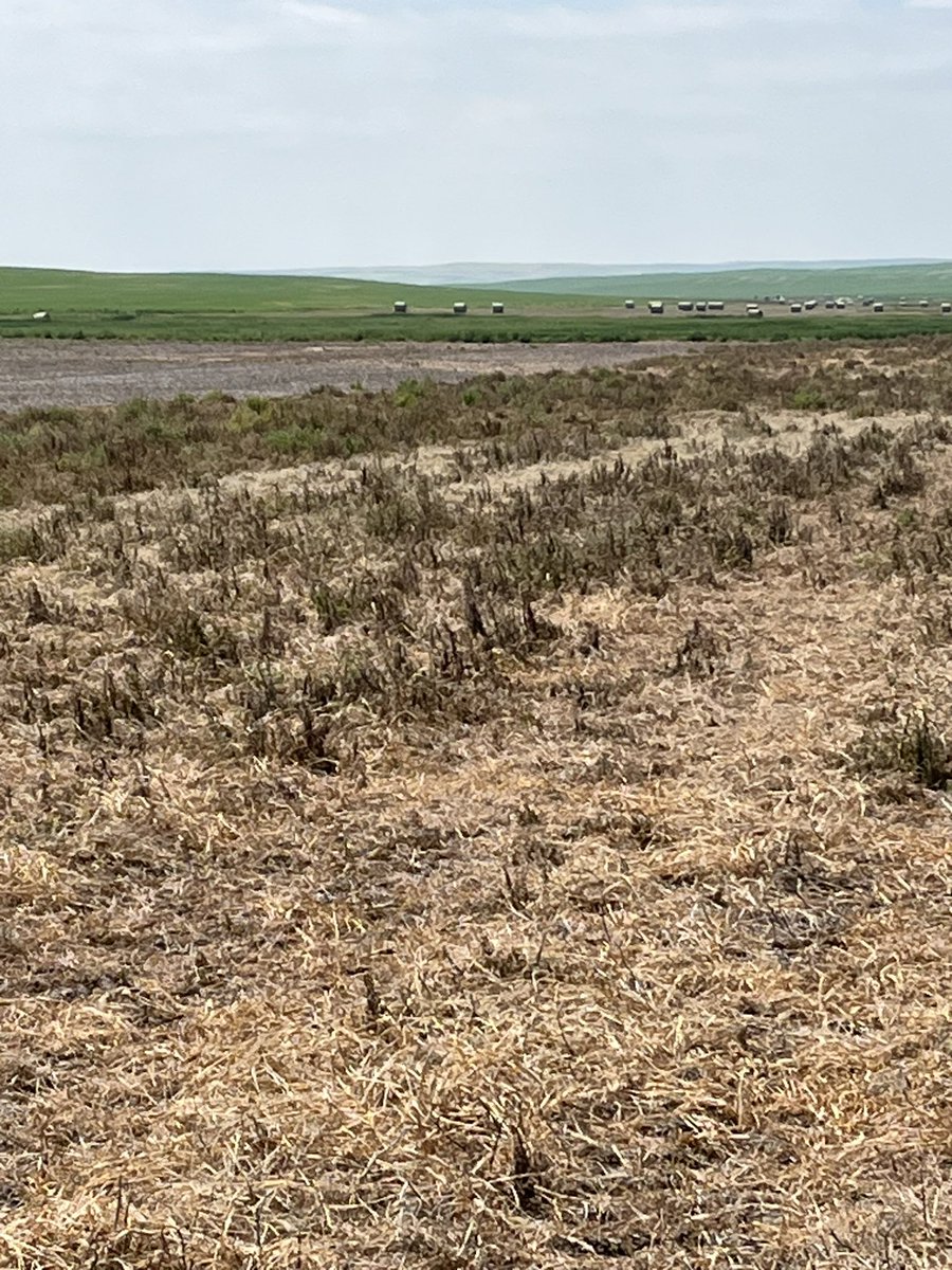 Conditioning your water with Replenish let's your chemical do its job. Kochia didn't like it, and desiccation is coming soon. #Harvest23 #spray23 #farm #AgTwitter #chemfallow