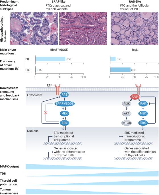 NatureRevCancer's tweet photo. NEW content online! Pathogenesis of cancers derived from thyroid follicular cells https://t.co/I5GNgTVYuo https://t.co/aXAZvnEncq