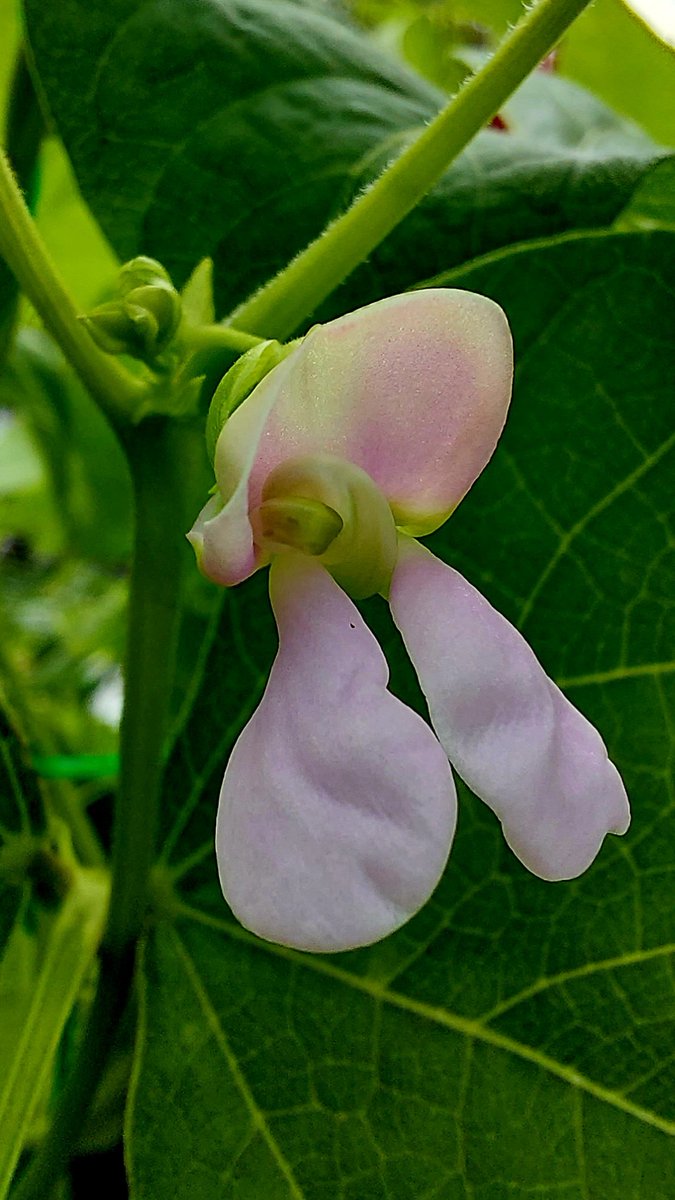 Borlotti Bean flowers have bloomed.  I still have to be patient though.